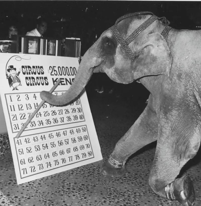 Elephant with bingo card